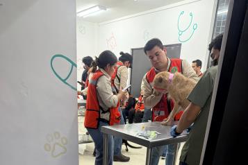 Revelan que están vivos los perros supuestamente sacrificados