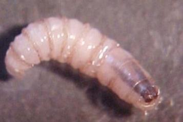 Fallecen 3 adultos mayores provocado por gusano barrenador