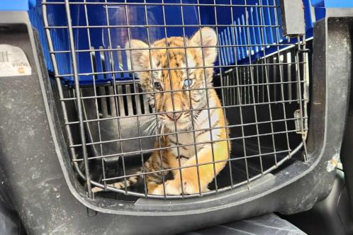 Rescatan a cachorro de tigre en Escobedo