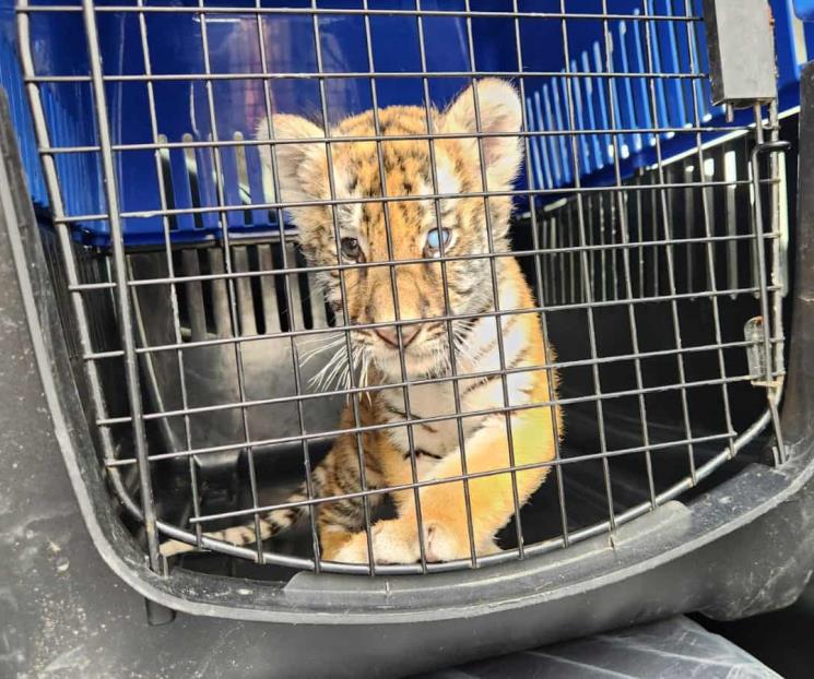 Rescatan a cachorro de tigre en Escobedo