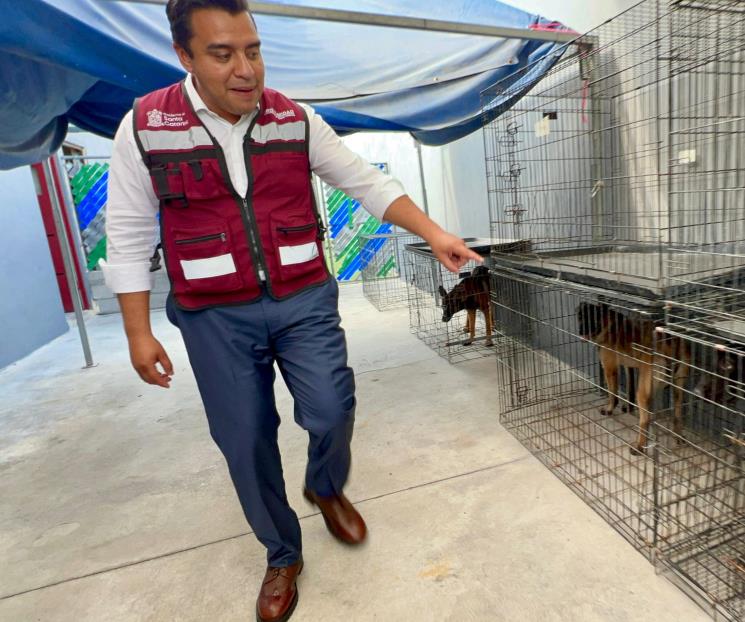 Propone Nava mano dura por el maltrato de animales