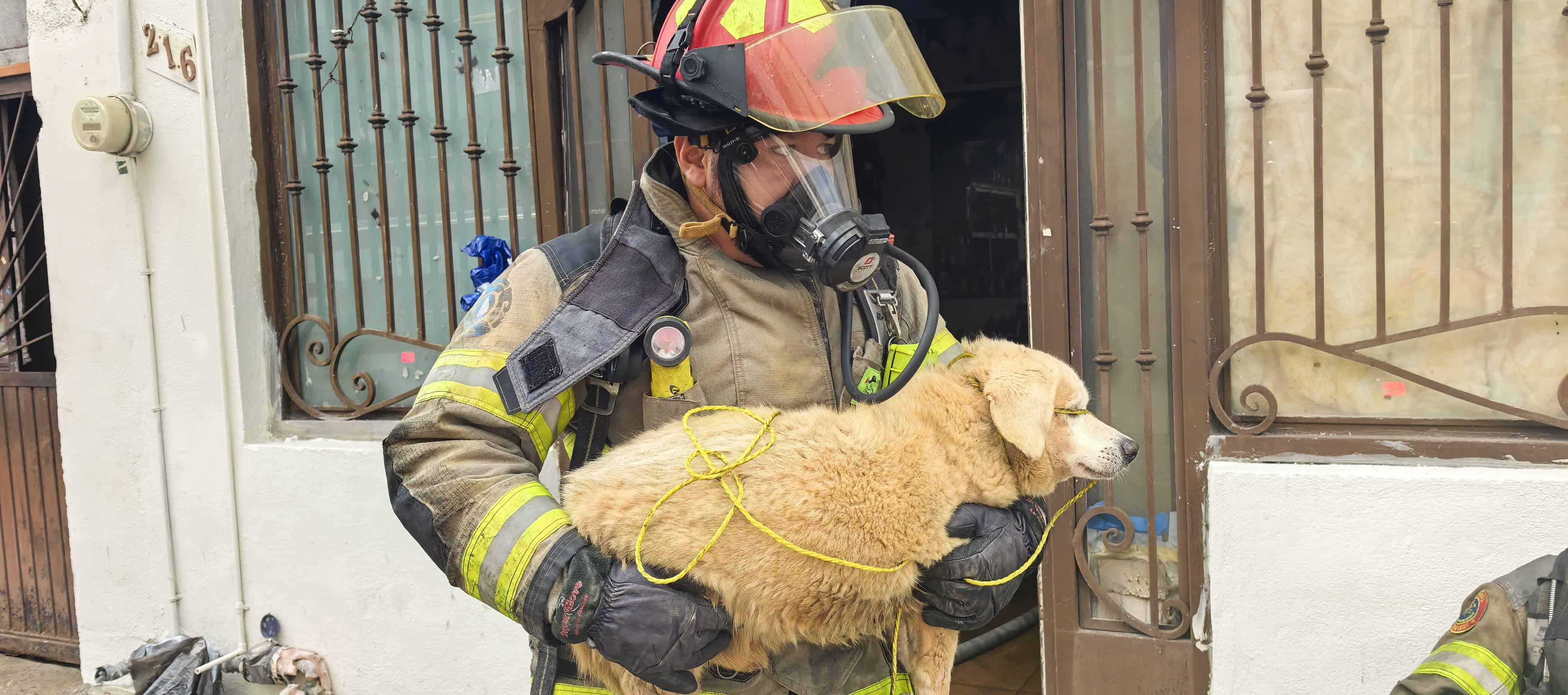 El incendio de un domicilio, en la Colonia Trevi&ntilde;o, llev&oacute; a la evacuaci&oacute;n de 14 personas, cuatro de ellas de la vivienda, as&iacute; como a dos perros, ayer por la ma&ntilde;ana en Monterrey.