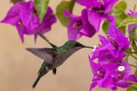 ¿Cómo atraer colibríes a tu jardín? Conoce qué tipos de flores usar ¿Cómo atraer colibríes a tu jardín? Conoce qué tipos de flores usar