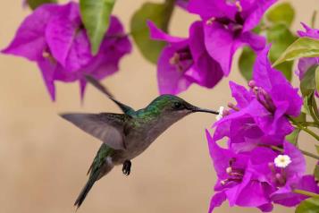 ¿Cómo atraer colibríes a tu jardín? Conoce qué tipos de flores usar