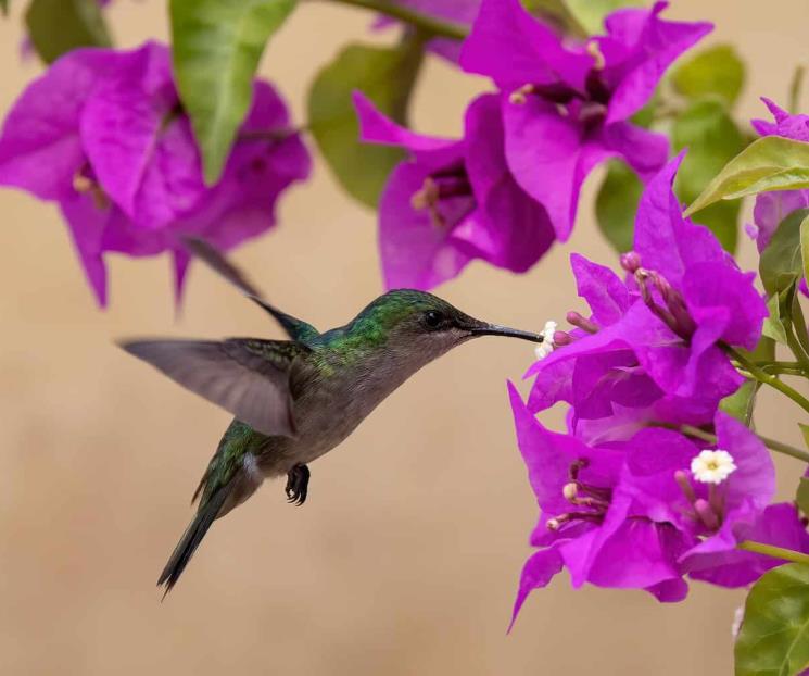 ¿Cómo atraer colibríes a tu jardín? Conoce qué tipos de flores usar ¿Cómo atraer colibríes a tu jardín? Conoce qué tipos de flores usar