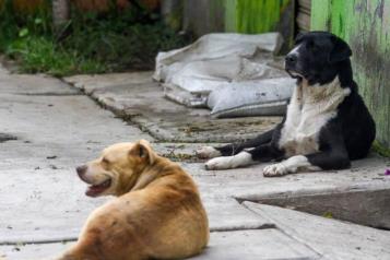 Envenenan a más de 80 perros