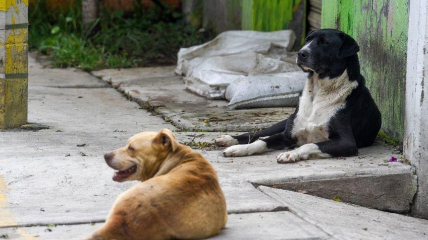 Envenenan a m&aacute;s de 80 perros