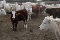 Actúa Senasica ante caso de gusano barrenador en NL