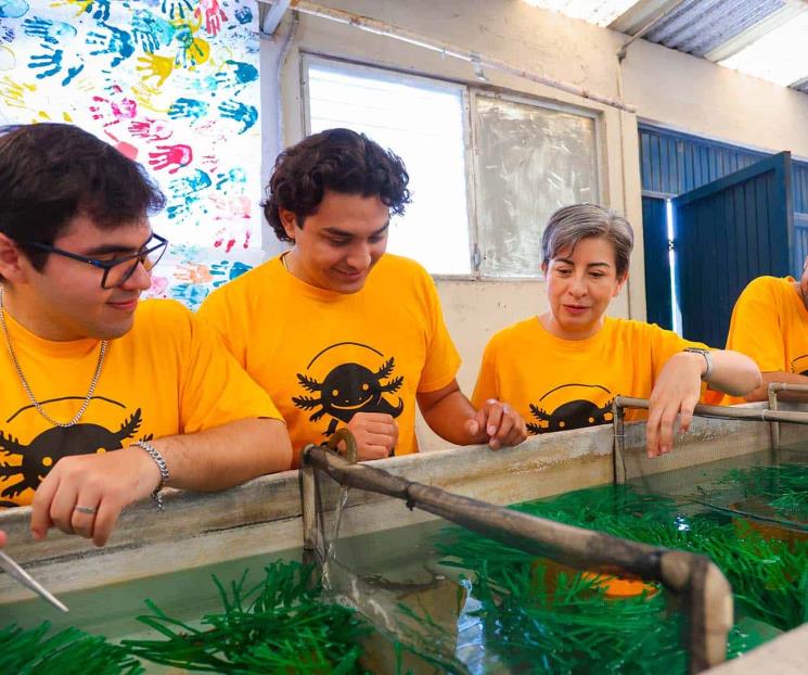Investigaci&oacute;n de la UANL busca proteger al ajolote end&eacute;mico de NL