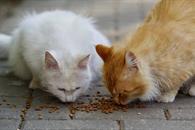 ¿Qué alimentos son dañinos para tu gato? ¿Qué alimentos son dañinos para tu gato?