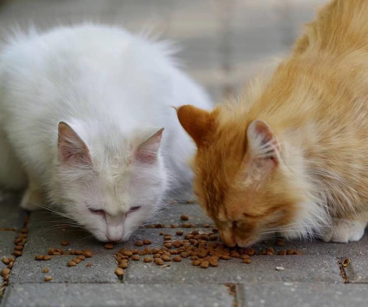 ¿Qué alimentos son dañinos para tu gato? ¿Qué alimentos son dañinos para tu gato?