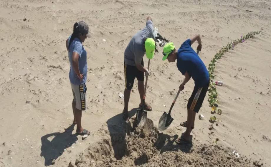 Detectan gripe aviar en gaviotas de playa de Tamaulipas Detectan gripe aviar en gaviotas de playa de Tamaulipas