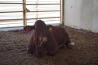 Detectan primer caso de gusano barrenador en NL