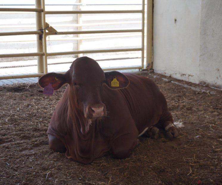 Detectan primer caso de gusano barrenador en NL