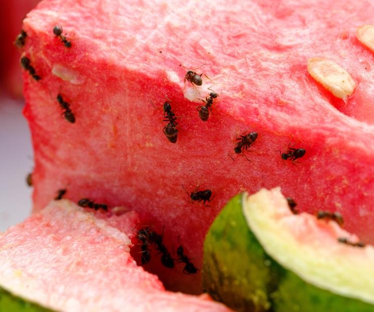 ¿Cómo prevenir hormigas, moscas y otros insectos en tu cocina? ¿Cómo prevenir hormigas, moscas y otros insectos en tu cocina?