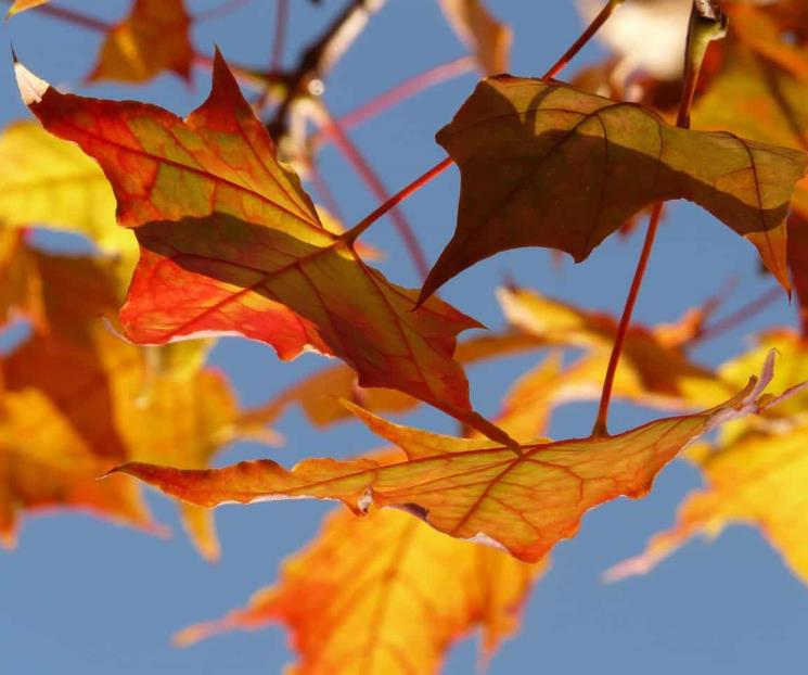 Las mejores frases para recibir el otoño