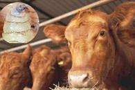 Envía EU inspectores a NL tras caso de gusano