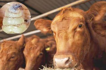 Envía EU inspectores a NL tras caso de gusano