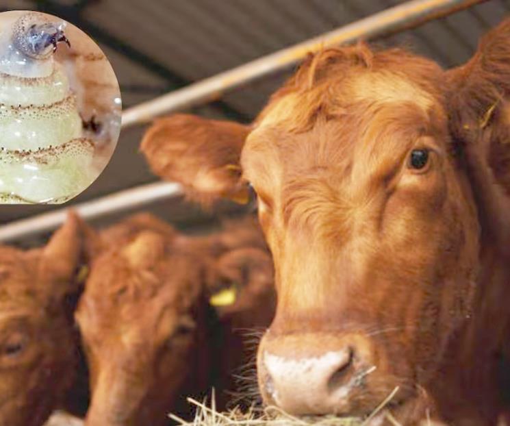 Envía EU inspectores a NL tras caso de gusano