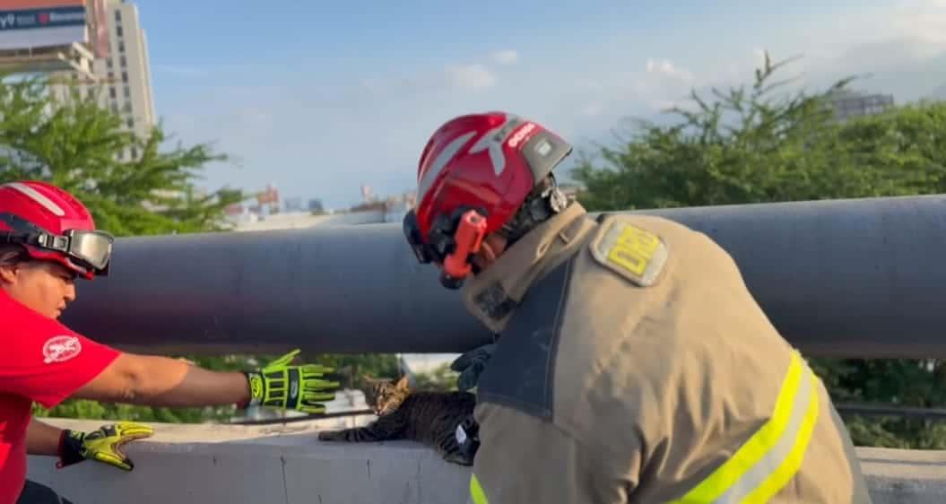 Logran rescatar a gato herido Logran rescatar a gato herido