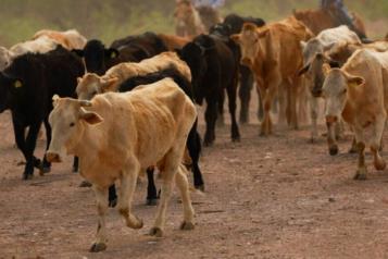 Piden ganaderos liberación intensiva de moscas estériles