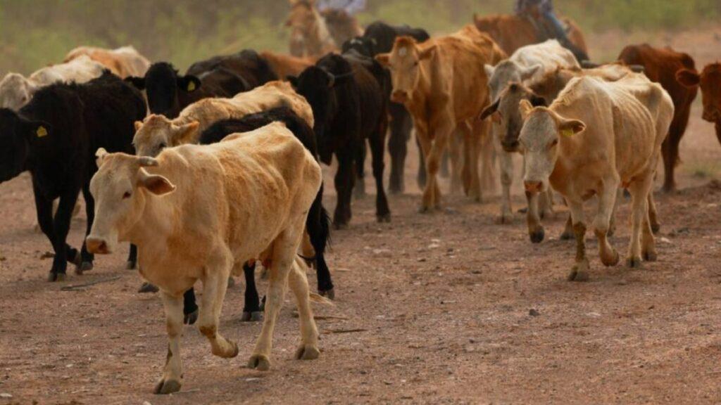 Piden ganaderos liberación intensiva de moscas estériles Piden ganaderos liberación intensiva de moscas estériles