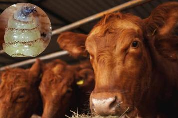 Envía EU inspectores a Nuevo León por caso de gusano barrenador