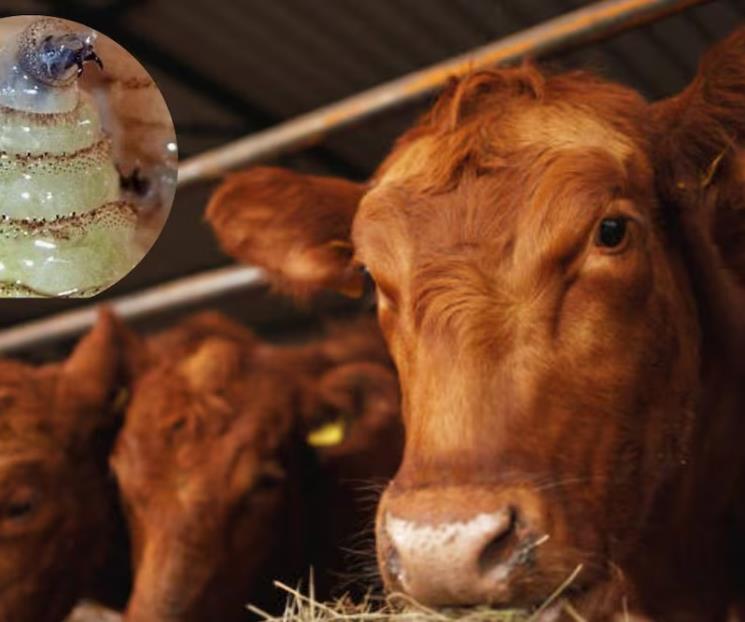 Envía EU inspectores a Nuevo León por caso de gusano barrenador