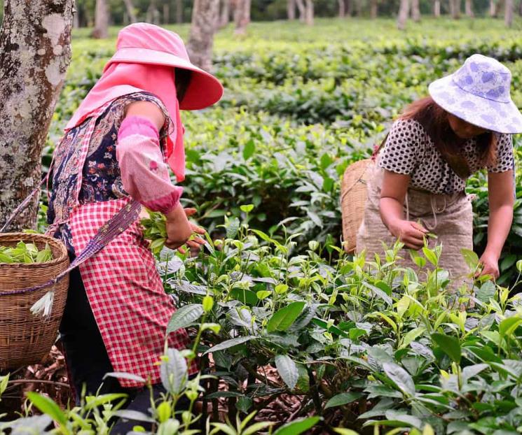 En M&eacute;xico, 86% de trabajadoras agr&iacute;colas no tienen seguridad social