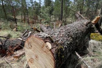 Priorizan leyes para proteger bosques y frenar tala ilegal
