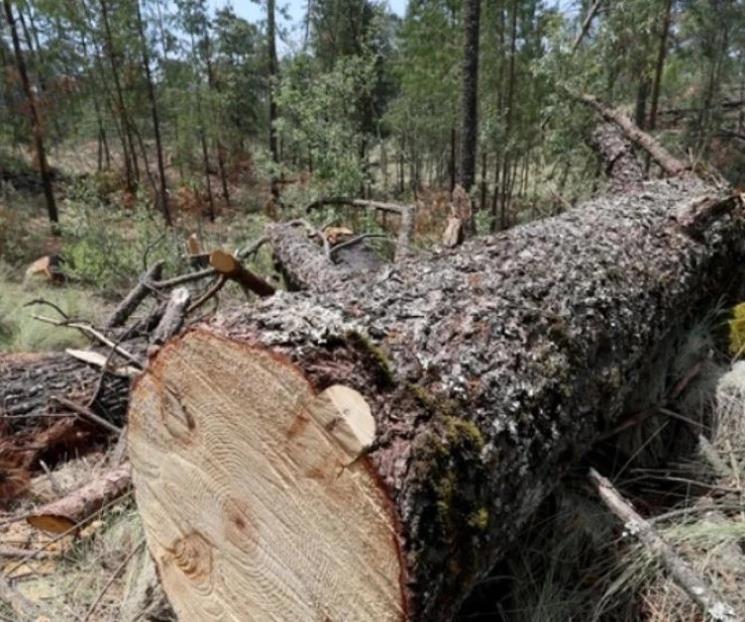 Priorizan leyes para proteger bosques y frenar tala ilegal