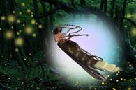 Buscan nombre para especie de luciérnaga descubierta en Chapultepec