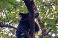 Lanzan en SC campaña de protección a osos