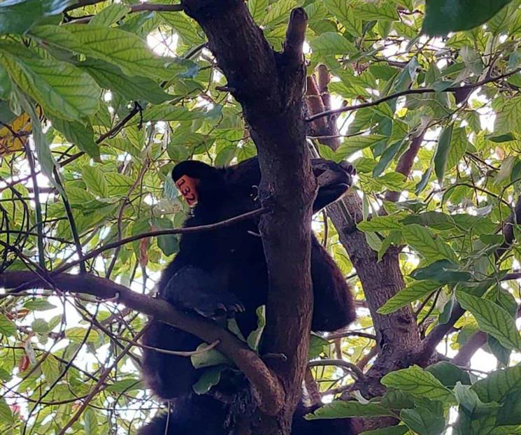 Lanzan en SC campaña de protección a osos Lanzan en SC campaña de protección a osos