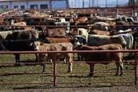 Piden liberar moscas estériles para combatir gusano barrenador