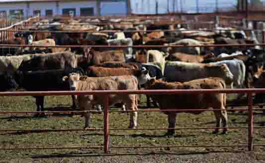 Piden liberar moscas estériles para combatir gusano barrenador