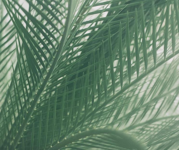 Cinco plantas para refrescar tu hogar y purificar el aire Cinco plantas para refrescar tu hogar y purificar el aire