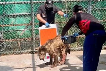 Solicitan diputados investigación a fondo sobre caso de osa Mina