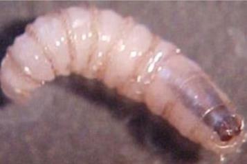 Detectan 9 casos de gusano barrenador del ganado en Puebla