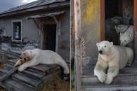 Un grupo de osos polares vive en instalación soviética abandonada