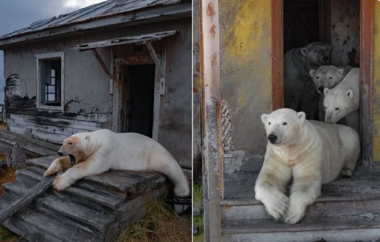 Un grupo de osos polares vive en instalación soviética abandonada Un grupo de osos polares vive en instalación soviética abandonada