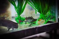 UANL busca proteger al ajolote endémico de Nuevo León UANL busca proteger al ajolote endémico de Nuevo León