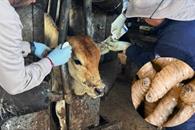 Refuerzan medidas contra el gusano barrenador en NL