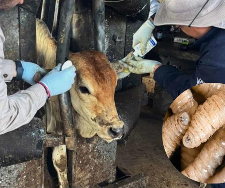 Destaca Senasica medidas contra gusano barrenador