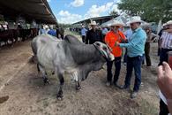 Inspeccionarán camiones con ganado para combatir gusano barrenador