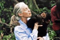 Fallece Jane Goodall, científica que dedicó su vida a los chimpancés Fallece Jane Goodall, científica que dedicó su vida a los chimpancés