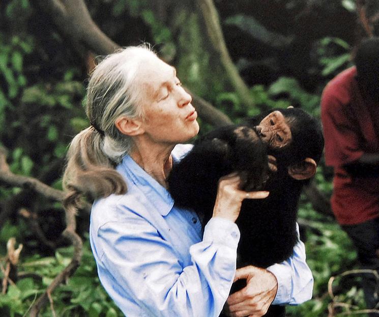 Fallece Jane Goodall, científica que dedicó su vida a los chimpancés Fallece Jane Goodall, científica que dedicó su vida a los chimpancés