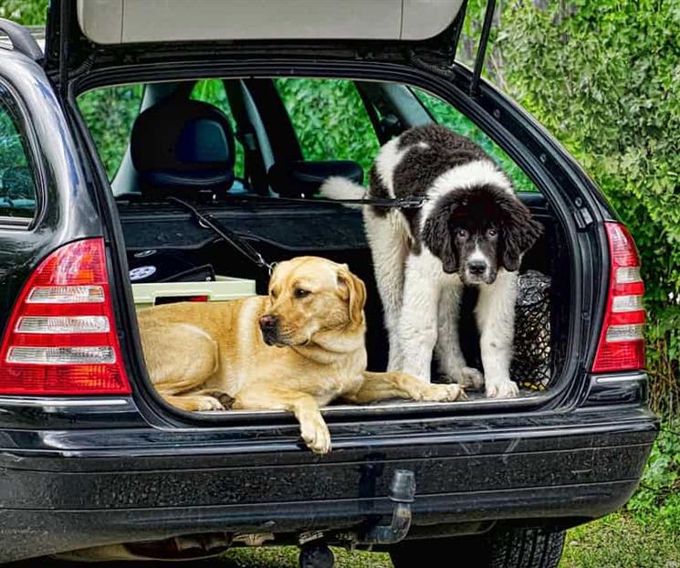 ¿Qué frutas pueden comer los perros? ¿Qué frutas pueden comer los perros?