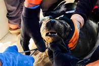 Desenmallan a 8 lobos marinos en el Alto Golfo de Baja California