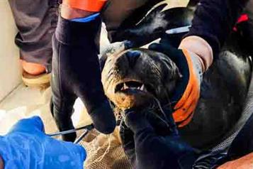 Desenmallan a 8 lobos marinos en el Alto Golfo de Baja California